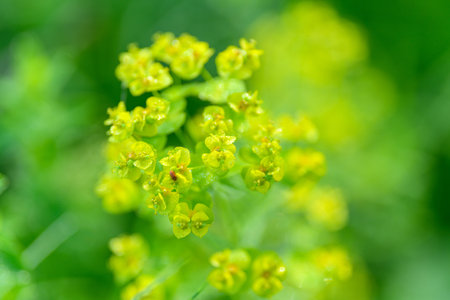 The vibrant yellow wildflowers bloom beautifully in the lush, natural greenery surrounding them