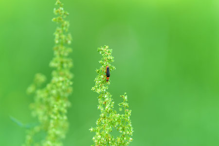 A Vibrant Green Plant with an Insect Featuring a CloseUp View for Detailed Observation