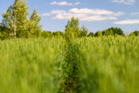 A Lush, Vibrant Green Field Spreads Out Beneath a Bright and Vast Blue Sky Above Usの写真素材