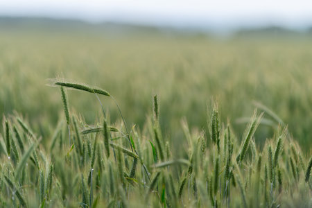 A Beautiful Lush Green Field of Grass Decorated with Sparkling Dewdrops in the Morningの写真素材