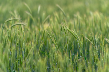 A Beautiful Green Wheat Field at Sunrise Under Bright Skies, Bathed in Glorious Lightの写真素材