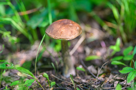 A solitary mushroom stands alone, surrounded by rich and lush greenery deep within a forestの写真素材