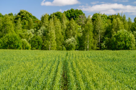 A Beautiful, Lush Green Field Surrounded by Tree Line Beneath a Clear, Bright Blue Skyの写真素材