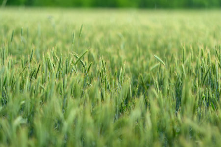 A Lush Green Wheat Field Bathed in Beautiful Natural Light, Perfect for Scenic Viewsの写真素材