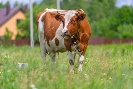 A Brown and White Cow Grazes Peacefully in a Lush Green Field with Beautiful Sceneryの写真素材