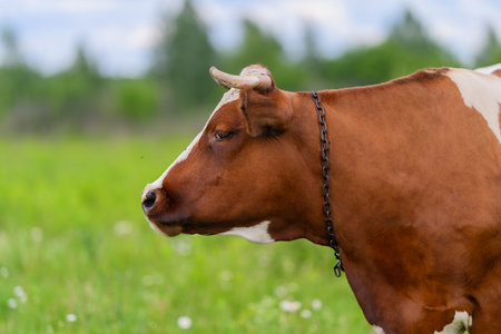 A Beautiful Brown and White Cow Grazing Calmly in a Lush Green Pasture Landscapeの写真素材