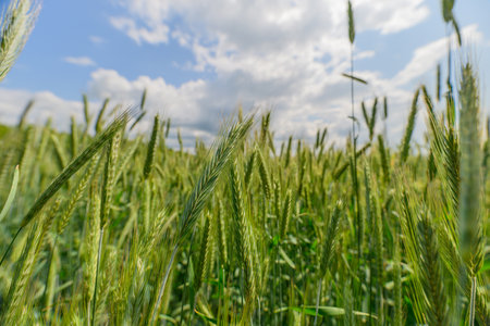 A Stunningly Beautiful, Lush, Green Wheat Field Spreading Underneath the Clear Blue Sky Aboveの写真素材