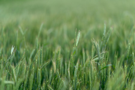 A Beautiful Lush Green Grass Landscape Bathed in Soft and Inviting Natural Lightの写真素材