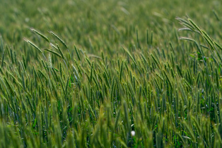 A Lush Green Field full of Wheat Glimmering with Beautiful Dew Drops in the Morningの写真素材