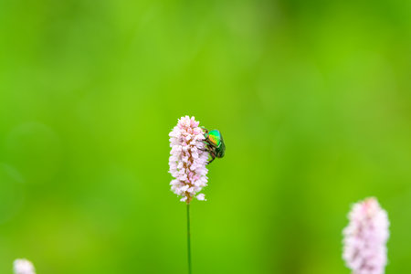 A Green Beetle on a Pink Flower, with a blurred background, creating a serene sceneの写真素材