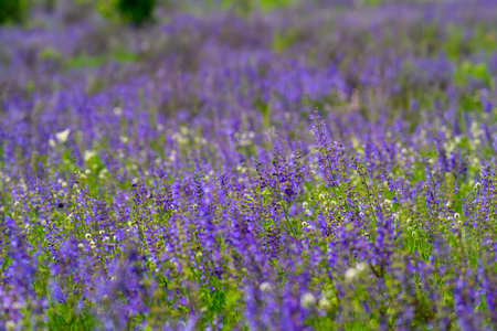 A Stunning Field of Purple Wildflowers in Full Bloom, Radiating Beauty and Colorの写真素材