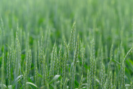 A Beautiful Lush Green Wheat Field Glowing Under Natural Sunlight in the Open Outdoorsの写真素材