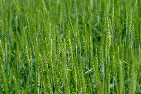 A Beautiful and Lush Green Wheat Field Thriving in Full Bloom During a Gorgeous Summer Seasonの写真素材