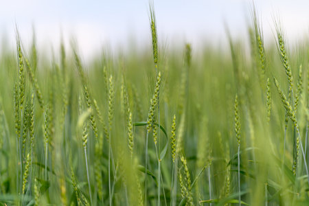 A Beautiful and Lush Green Field of Wheat Beneath a Clear and Expansive Blue Skyの写真素材