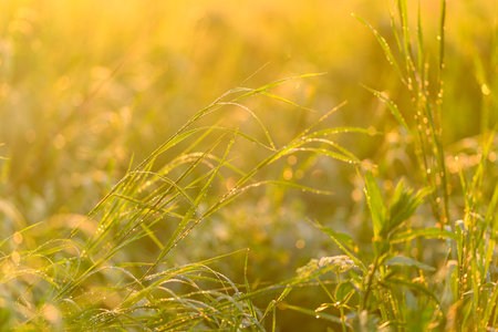 Golden Sunrise Glimmering Over the Dewy Grass Field of Nature, Exuding Peace and Beautyの写真素材