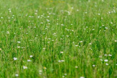 A Beautiful Lush Green Meadow Filled with Colorful Wildflowers under the Springtime Sunshineの写真素材