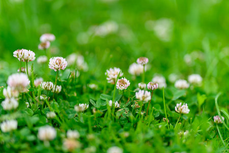 A Charming Clover Field Filled with Delicate Flowers Surrounded by Lush Green Grassの写真素材