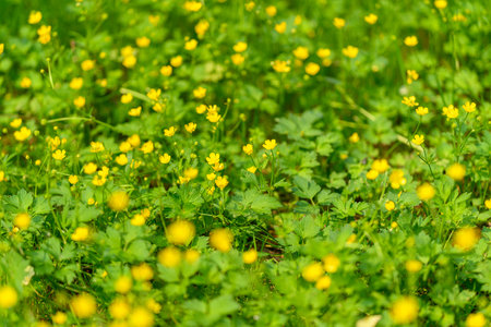 A Stunning Display of Vibrant Yellow Wildflowers in a Lush Green Field Landscapeの写真素材