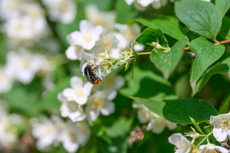 A bumblebee delicately perched on a beautiful white flowering plant in a vibrant spring gardenの写真素材