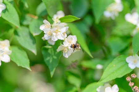 A Lovely Bee Pollinating Beautiful White Flowers in a Lush and Vibrant Garden Oasisの写真素材