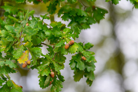 Lush Green Oak Leaves adorned with Acorns nestled in Natures Embrace and Beautyの写真素材