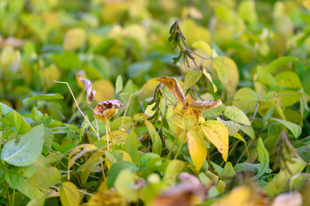 Dense soybean canopy showing autumn hues and layered foliage, overlapping leaves in warm yellow and...