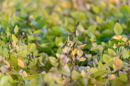 Sustainable farming promotes soil health, Cover crop encourages biodiversity and erosion prevention, Climatesmart agriculture supports soil protection and ecological diversityの写真素材