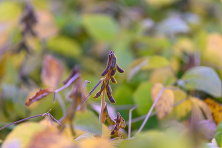 Closeup soybean pods nearing dry maturity, finetextured stems and shriveled leaves framed by soft...