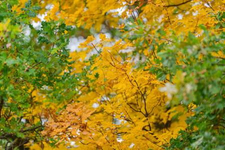 Vibrant Autumn Leaves Displaying Natures Beautiful Palette and Rich Colors All Aroundの写真素材