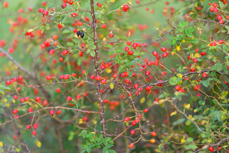 The vibrant red berries contrast beautifully with the lush green bush, creating a lovely scene
