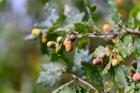 Acorns found on the Branches of an Oak Tree in its Natural Habitat, Flourishing Freely in Natureの写真素材
