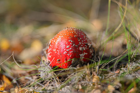 Vibrant Red Mushroom Thriving in Its Natural Habitat, Showcasing Stunning Colors and Details