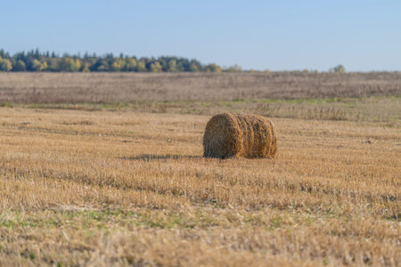 A Beautiful Golden Hay Bale Lies in a Serene Agricultural Field, Surrounded by Natures Splendor