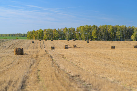 A Serene and Tranquil Harvest Landscape Showcasing Hay Bales Set Against a Beautiful Blue Sky