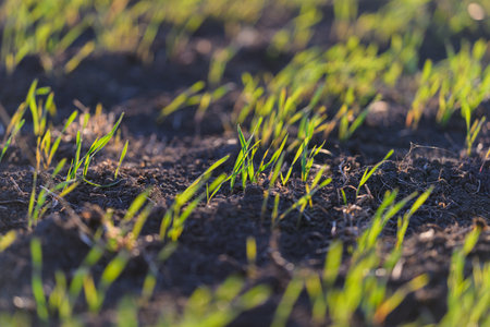 Fresh and Lush Green Grass Sprouting Generously from Dark Rich Soil in a Vibrant Landscapeの写真素材