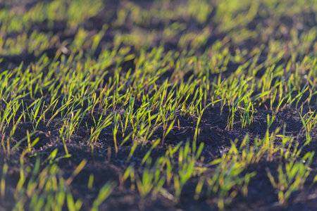 Lush, vibrant green grass sprouts beautifully in the rich, dark soil of the earthの写真素材