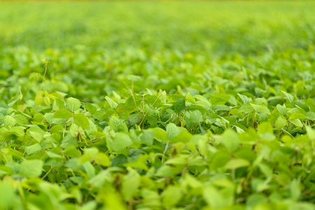 A Beautiful Lush Green soybean Field Filled with Plants in Full Bloom and Vibrant Life All Aroundの写真素材