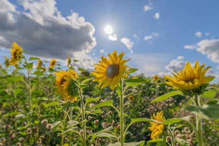 A Field of Vibrant Sunflowers Flourishing Under a Bright Blue Sky Filled with Clouds and Sunshineの写真素材