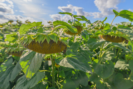 A Beautiful Sunny Field Full of Mature Sunflowers Beneath a Bright Blue Sky with Cloudsの写真素材