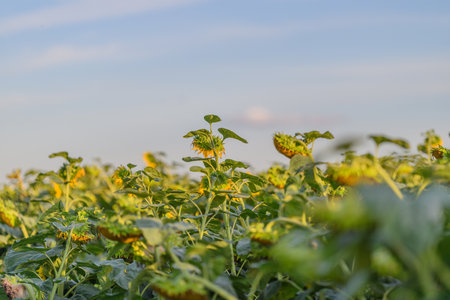 A Beautiful and Vibrant Sunflower Field Blossoming Under the Clear and Bright Skyの写真素材