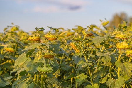 Stunning Blooming Sunflower Fields Stretching Under a Beautiful Golden Sky Aboveの写真素材
