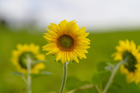 Gorgeous Sunflowers in Full Bloom Flourishing Under a Brilliantly Clear Blue Sky