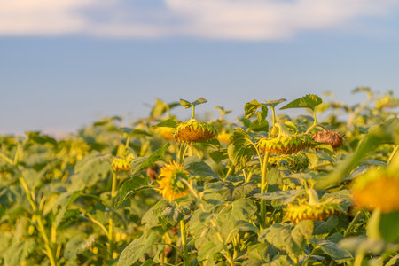 A Vibrant Sunflower Field Spreads Beautifully and Lushly Under a Clear and Bright Blue Skyの写真素材