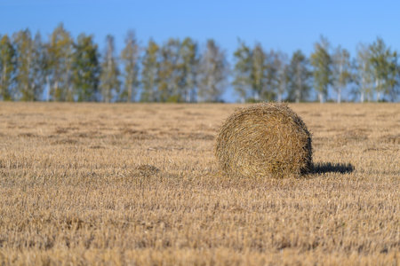Golden fields filled with hay bales beneath a clear blue sky create a truly serene atmosphereの写真素材