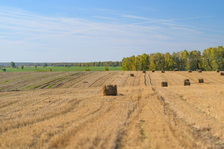 A Tranquil Agricultural Field Filled with Hay Bales Beneath a Clear Blue Sky Above