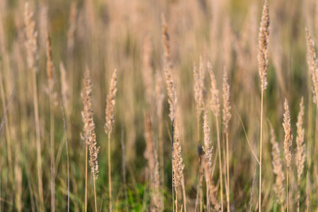 A gentle breeze moves through tall grass fields, capturing a beautiful moment in soft focusの写真素材