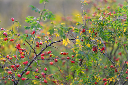 Vibrant Berries on Beautiful Branches Featuring Stunning Autumn Colors in the Forestの写真素材