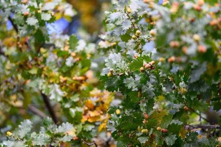 The Beautiful and Vibrant Oak Leaves and Acorns in a Natural and Picturesque Settingの写真素材