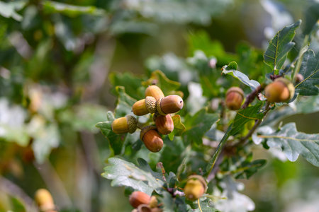 Acorns from the majestic Oak Tree resting on its sturdy branch, showcasing natures beauty