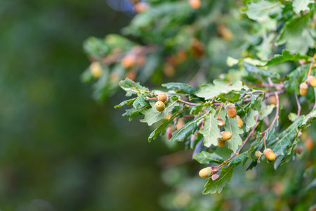 A Stunning and Beautiful Oak Tree Branch Adorned with Acorns and Colorful Leaves in Autumns Embrace